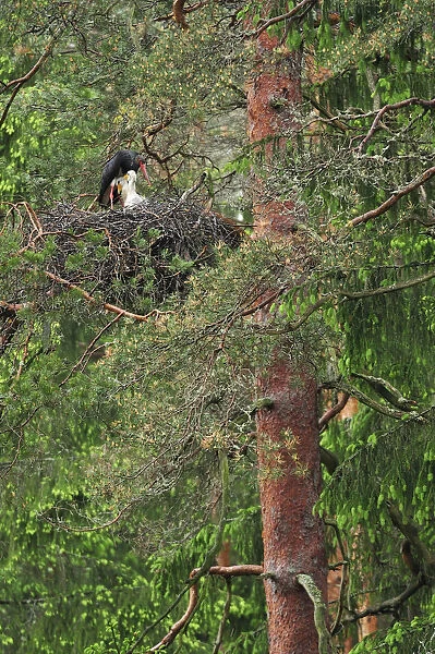 Black stork (Ciconia nigra) on nest with two chicks, Latvia, June 2009
