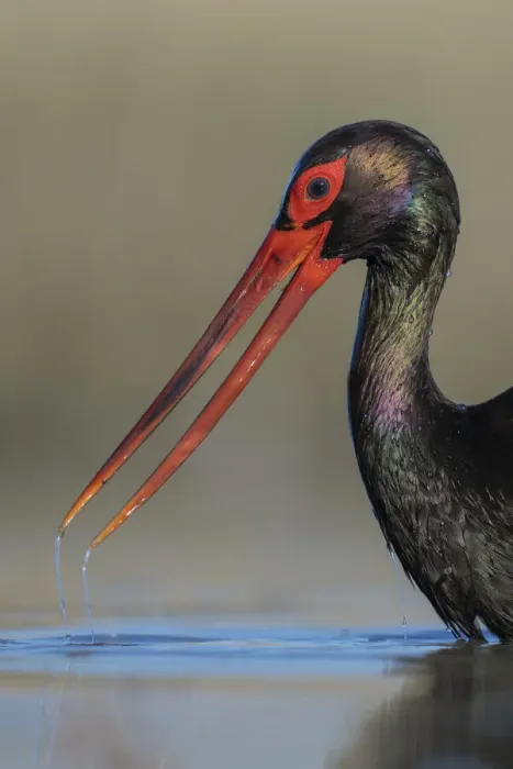 Framed Print : Black stork (Ciconia nigra), portrait, Pusztaszer reserve, Hungary. May