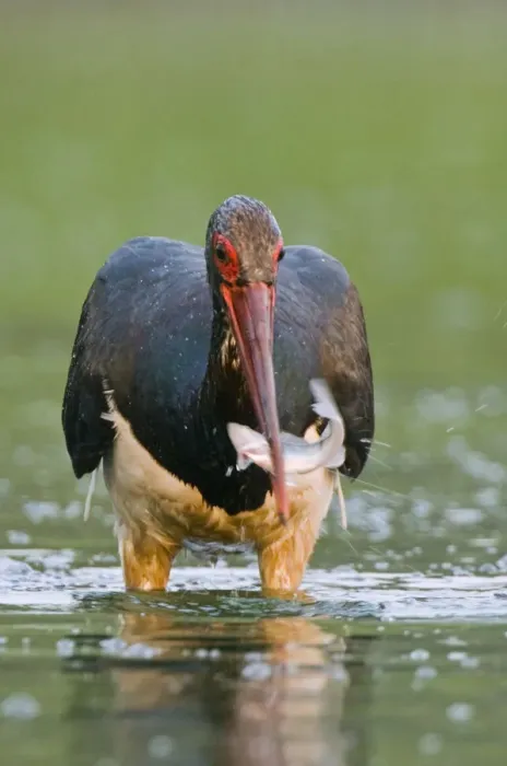Framed Print : Black stork (Ciconia nigra) wading, catching fish in beak, Elbe Biosphere Reserve