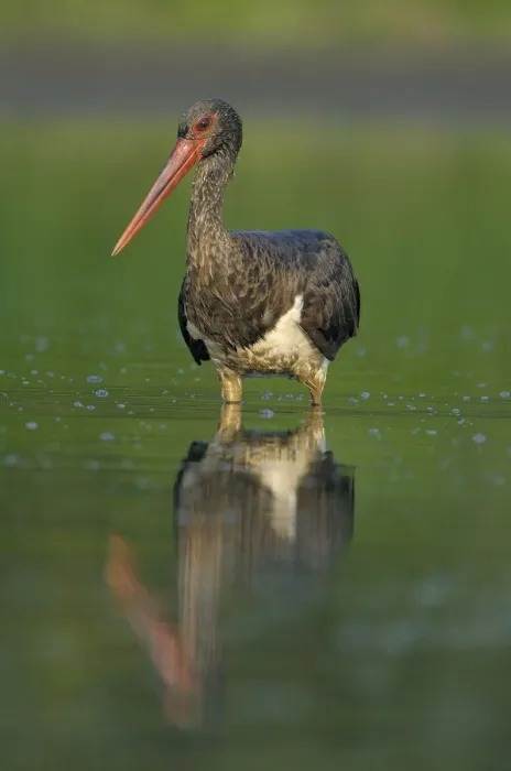 Framed Print : Black stork (Ciconia nigra) wading in river, Elbe Biosphere Reserve, Lower Saxony