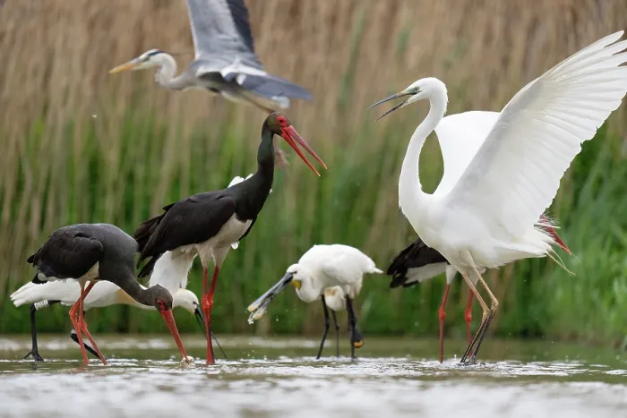 Framed Print : Black storks (Ciconia nigra) and Eurasian spoonbills (Platalea leucorodia) feeding in shallow water with Great white heron (Ardea alba) in foreground and Grey heron (Ardea cinerea)