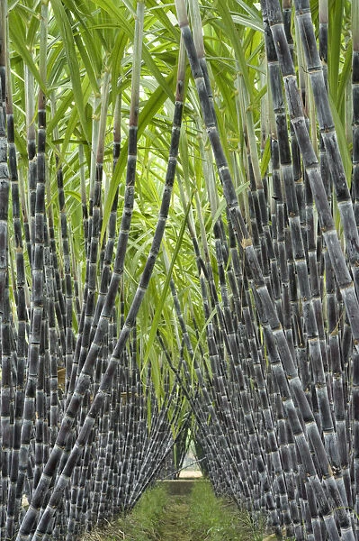 Black sugar cane (Saccharum officinarum) cultivated for sucrose in the stem, obtained by crushing