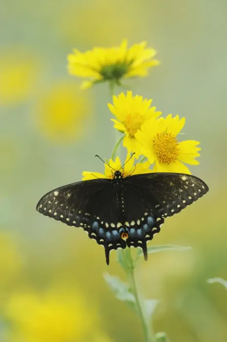Framed Print : Black Swallowtail Butterfly (Papilio polyxenes), female on Cowpen Daisy / Golden Crownbeard Framed Print : Black Swallowtail Butterfly (Papilio polyxenes), female on Cowpen Daisy / Golden Crownbeard