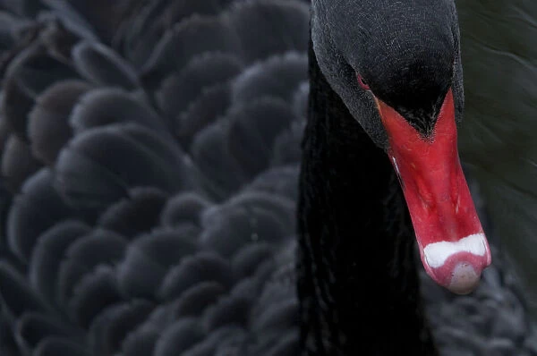 Black swan (Cygnus atratus) captive