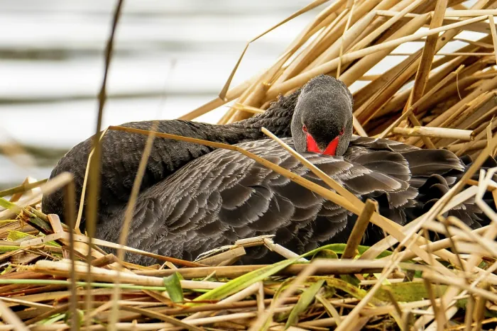 Framed Print : Black swan (Cygnus atratus) resting in nest in reed bed at edge of freshwater lake, Canberra, ACT, Australia Framed Print : Black swan (Cygnus atratus) resting in nest in reed bed at edge of freshwater lake, Canberra, ACT, Australia