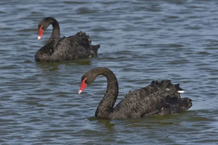 Framed Print : Two Black swans (Cygnus atratus) on water, Noirmoutier Island, Vendee, France, July Framed Print : Two Black swans (Cygnus atratus) on water, Noirmoutier Island, Vendee, France, July