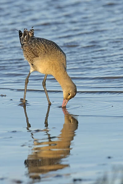 Black-tailed godwit (Limosa limosa) adult in winter plumage feeding on mudflats, The Wash