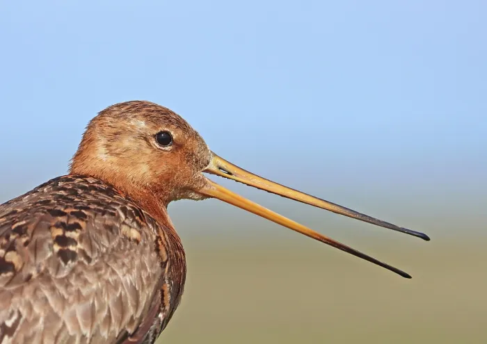 Framed Print : Black-tailed godwit (Limosa limosa) calling, head portrait, Denmark. June Framed Print : Black-tailed godwit (Limosa limosa) calling, head portrait, Denmark. June