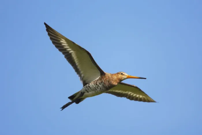 Framed Print : Black-tailed godwit (Limosa limosa) in flight, Texel, Netherlands, May 2009 Framed Print : Black-tailed godwit (Limosa limosa) in flight, Texel, Netherlands, May 2009