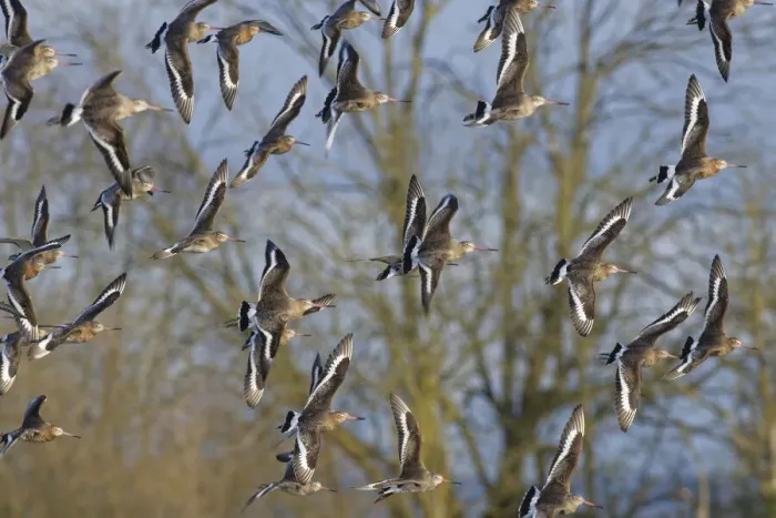Framed Print : Black-tailed godwit (Limosa limosa) flock in flight past Willow trees fringing a shallow