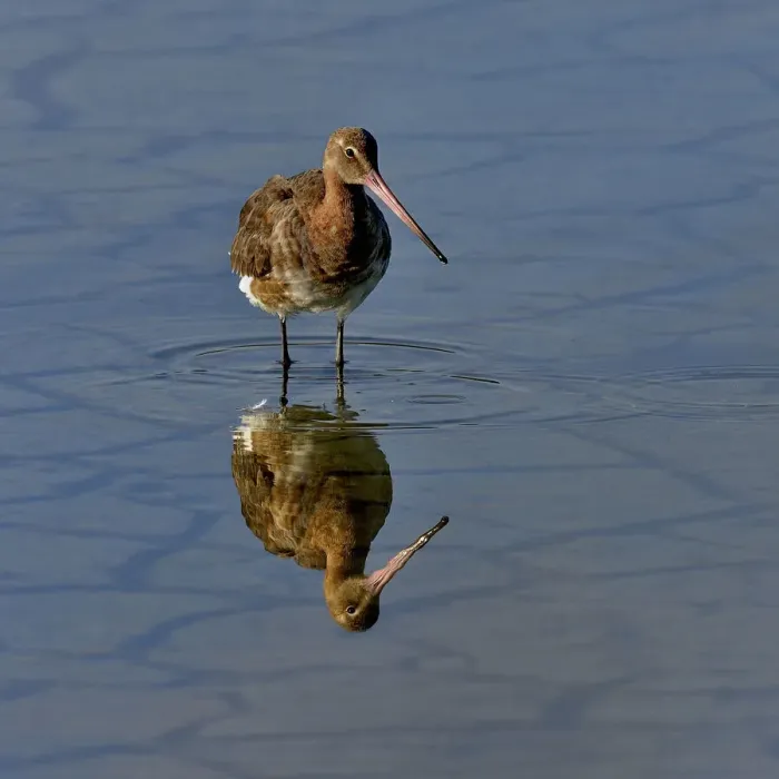 Framed Print : Black-tailed godwit (Limosa limosa) foraging, Vendeen Marsh, Vendee, France, May Framed Print : Black-tailed godwit (Limosa limosa) foraging, Vendeen Marsh, Vendee, France, May