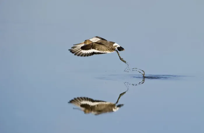 Framed Print : Black-tailed godwit (Limosa limosa) taking off from tidal pool, Snettisham RSPB reserve Framed Print : Black-tailed godwit (Limosa limosa) taking off from tidal pool, Snettisham RSPB reserve