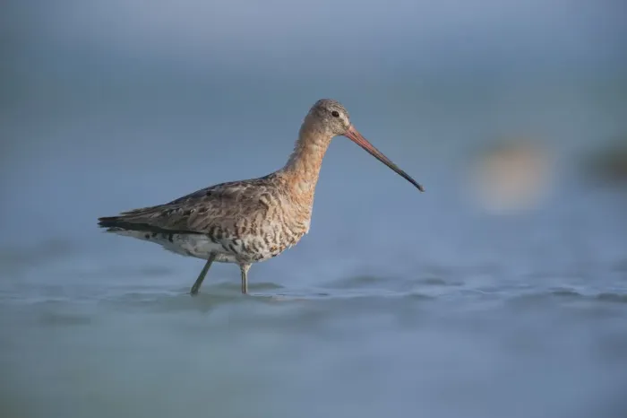 Framed Print : Black tailed godwit (Limosa Limosa) walking through water, Lake Belau, Moldova, June Framed Print : Black tailed godwit (Limosa Limosa) walking through water, Lake Belau, Moldova, June