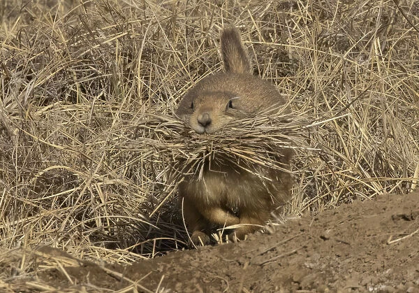 Black-tailed prairie dog (Cynomys ludovicianus) with a mouthful of grass that it is about