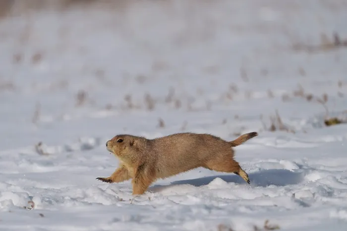 Framed Print : Black-tailed prairie dog (Cynomys ludovicianus) running across a snowfield moving between burrows, Cherry Creek State Park, Aurora, Colorado, USA. December