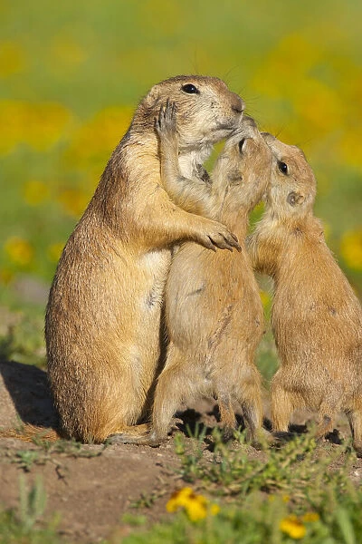 Black-tailed Prairie Dogs (Cynomys ludovicianus), two pups (right) seem to be kissing their parent