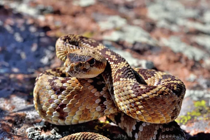 Framed Print : Black-tailed rattlesnake (Crotalus molossus) juvenile, coiled up, portrait, Chiricahua Mountains. Arizona, USA. May Framed Print : Black-tailed rattlesnake (Crotalus molossus) juvenile, coiled up, portrait, Chiricahua Mountains. Arizona, USA. May