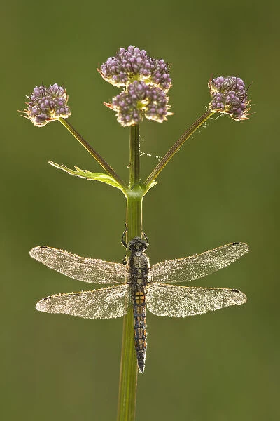 Black-tailed skimmer dragonfly (Orthetrum cancellatum), Westhay SWT reserve, Somerset Levels