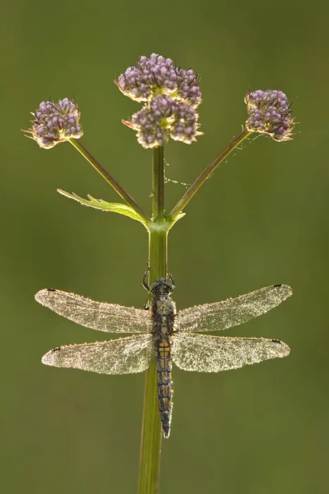 Framed Print : Black-tailed skimmer dragonfly (Orthetrum cancellatum), Westhay SWT reserve, Somerset Levels Framed Print : Black-tailed skimmer dragonfly (Orthetrum cancellatum), Westhay SWT reserve, Somerset Levels