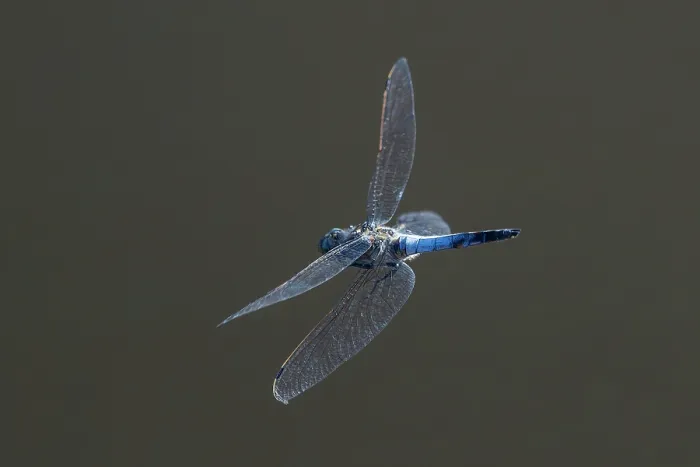 Framed Print : Black-tailed skimmer (Orthetrum cancellatum) male in flight, Upper Bavaria, Germany. July Framed Print : Black-tailed skimmer (Orthetrum cancellatum) male in flight, Upper Bavaria, Germany. July