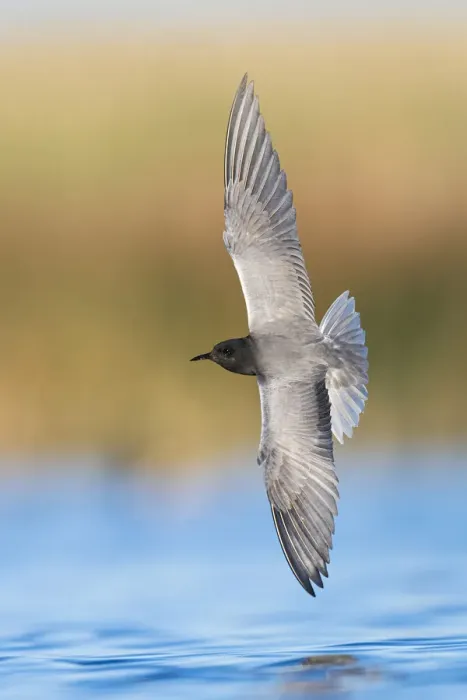 Framed Print : Black tern (Chlidonias niger) hunting over water in prairie wetland for emerging midges (Chironomidae) Medicine Lake National Wildlife Refuge, Montana, USA. June Framed Print : Black tern (Chlidonias niger) hunting over water in prairie wetland for emerging midges (Chironomidae) Medicine Lake National Wildlife Refuge, Montana, USA. June