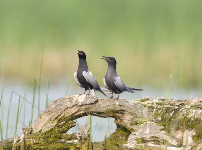Framed Print : Black terns (Chlidonias niger), pair on a perch, vocalizing during courtship (termed Framed Print : Black terns (Chlidonias niger), pair on a perch, vocalizing during courtship (termed