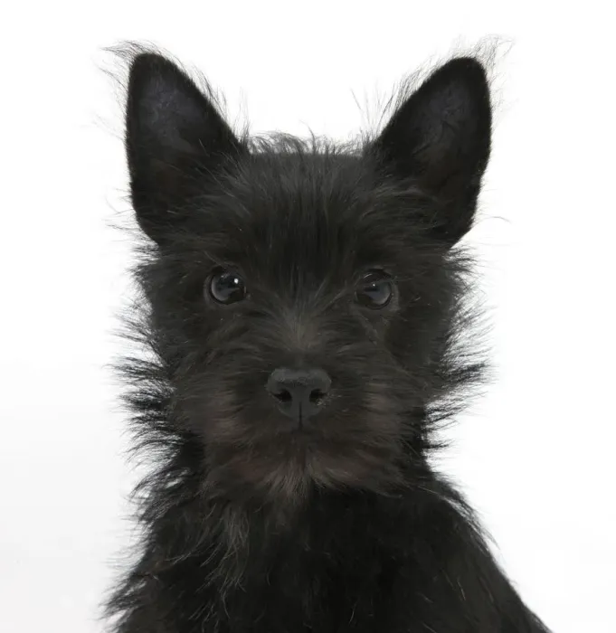 Framed Print : Black Terrier-cross puppy, Maisy, 3 months, portrait Framed Print : Black Terrier-cross puppy, Maisy, 3 months, portrait