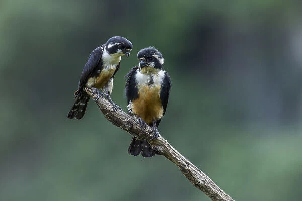 Black-thighed falconet (Microhierax fringillarius) pair, male on right, female on left, Malaysia