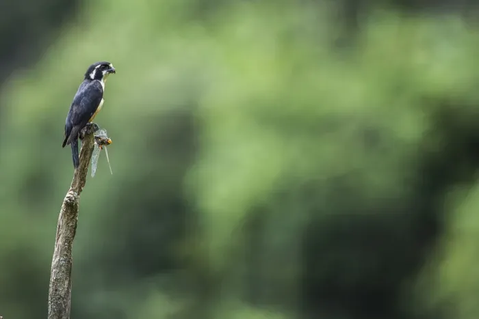 Framed Print : Black-thighed falconet (Microhierax fringillarius) male, Malaysia. With dragonfly prey Framed Print : Black-thighed falconet (Microhierax fringillarius) male, Malaysia. With dragonfly prey