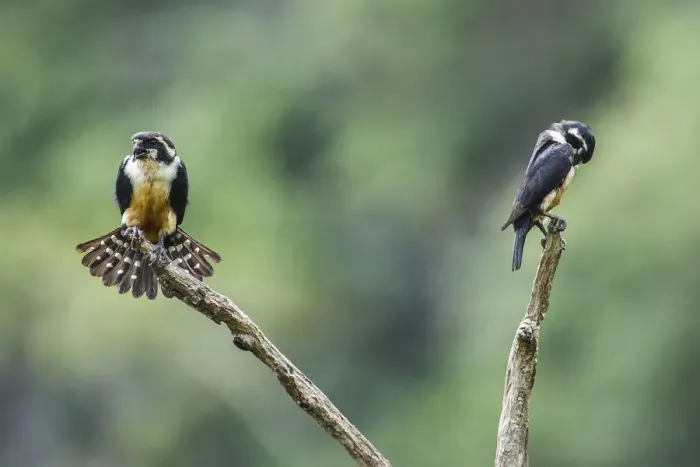 Framed Print : Black-thighed falconet (Microhierax fringillarius) male female pair with female fanning Framed Print : Black-thighed falconet (Microhierax fringillarius) male female pair with female fanning