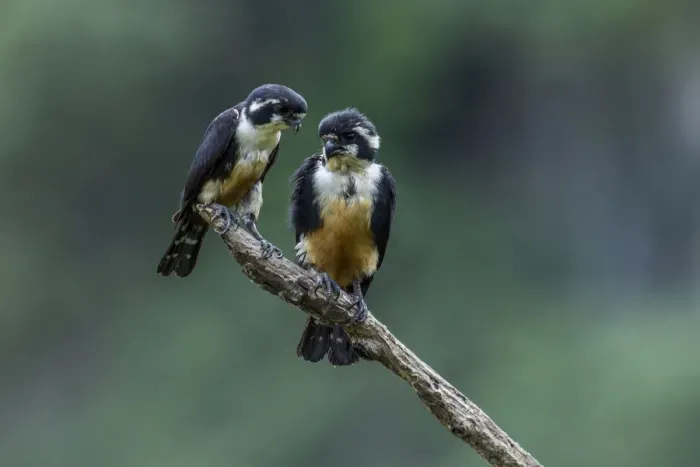 Framed Print : Black-thighed falconet (Microhierax fringillarius) pair, male on right, female on left, Malaysia Framed Print : Black-thighed falconet (Microhierax fringillarius) pair, male on right, female on left, Malaysia