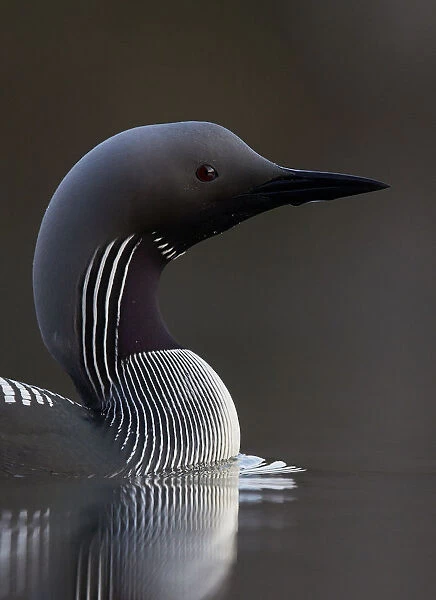 Black-throated diver (Gavia arctica) on water, Finland, May