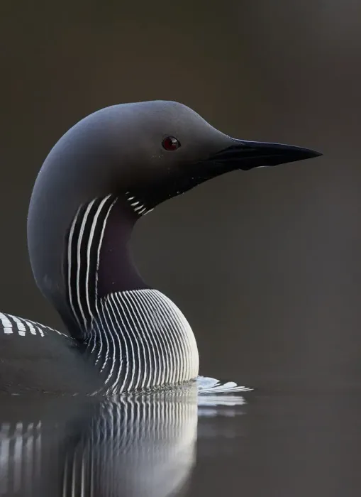 Framed Print : Black-throated diver (Gavia arctica) on water, Finland, May Framed Print : Black-throated diver (Gavia arctica) on water, Finland, May