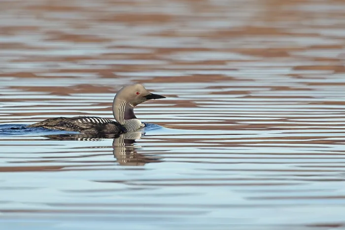 Framed Print : Black-throated diver (Gavia arctica) on water, Scotland, UK. April Framed Print : Black-throated diver (Gavia arctica) on water, Scotland, UK. April
