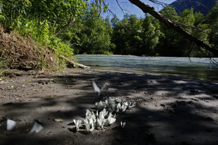 Framed Print : Black veined white butterflies (Aporia crataegi) on the bank of the Arkhyz River Framed Print : Black veined white butterflies (Aporia crataegi) on the bank of the Arkhyz River