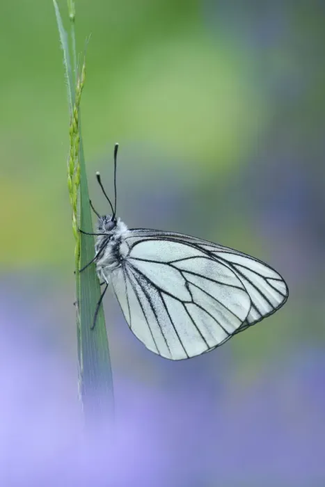 Framed Print : Black veined white butterfly (Aporia crataegi) on grass, Gavarnie-Gedre, Pyrenees National Park Framed Print : Black veined white butterfly (Aporia crataegi) on grass, Gavarnie-Gedre, Pyrenees National Park