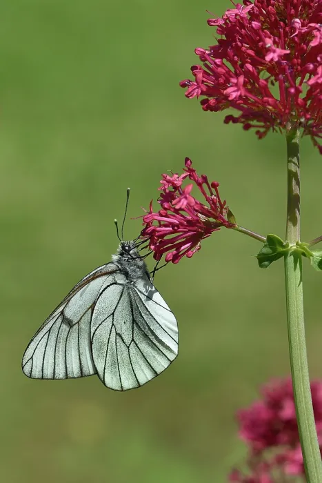 Framed Print : Black-veined white butterfly (Aporia crataegi) nectaring on pink flower, Vendee, France. May Framed Print : Black-veined white butterfly (Aporia crataegi) nectaring on pink flower, Vendee, France. May