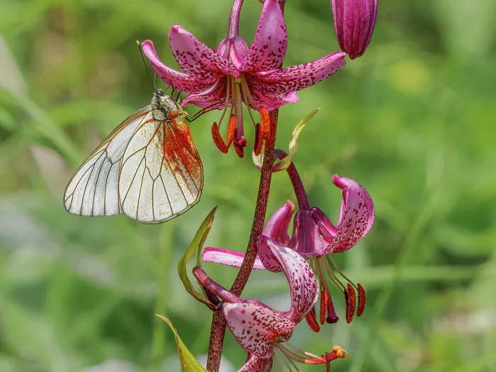 Framed Print : Black-veined white butterfly (Aporia crataegi) resting on Martagon lily (Lilium martagon) flower, having brushed against the stamens and collected pollen on its wings
