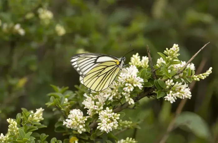 Framed Print : Black veined white butterfly (Aporia hippia) nectaring on flowering shrub. Yuhu, Yunnan, China