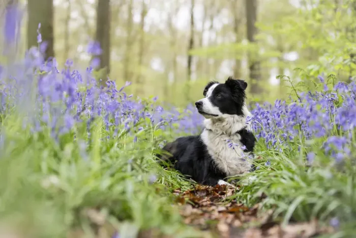 Framed Print : Black and white Border Collie lying alert amongst bluebells, in beech woods, Micheldever Woods Framed Print : Black and white Border Collie lying alert amongst bluebells, in beech woods, Micheldever Woods