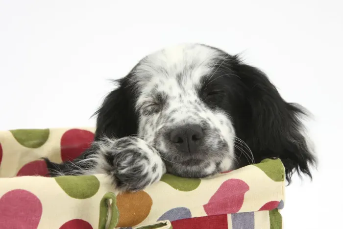 Framed Print : Black and white Border Collie x Cocker Spaniel puppy, 11 weeks, asleep in a basket Framed Print : Black and white Border Collie x Cocker Spaniel puppy, 11 weeks, asleep in a basket