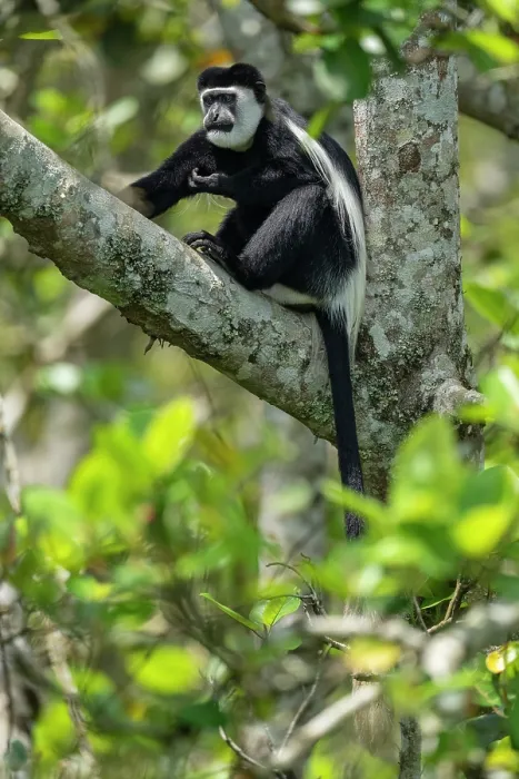 Framed Print : Black and white colobus (Colobus guereza) sitting in tree, Kibale Forest National Park, Uganda Framed Print : Black and white colobus (Colobus guereza) sitting in tree, Kibale Forest National Park, Uganda
