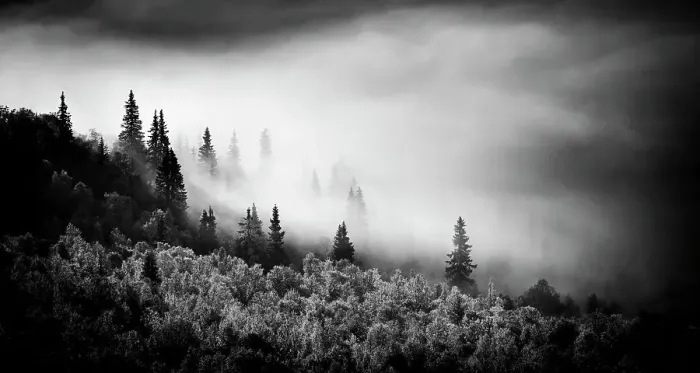 Framed Print : Black and white image of fog on mountain with conifer trees, Sweden Framed Print : Black and white image of fog on mountain with conifer trees, Sweden