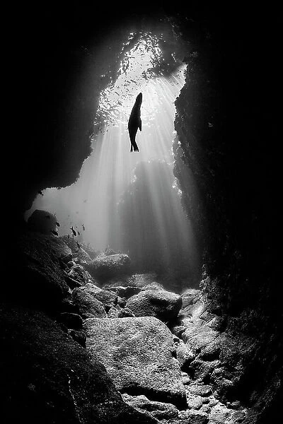 Black and white photo of a silhouette of a California sea lion (Zalophus californianus) pup in an underwater cavern with sun beams. Los Islotes, La Paz, Baja California Sur, Mexico. Sea of Cortez, Gulf of California, East Pacific Ocean