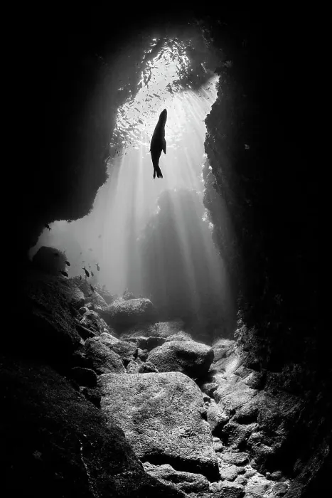 Framed Print : Black and white photo of a silhouette of a California sea lion (Zalophus californianus) pup in an underwater cavern with sun beams. Los Islotes, La Paz, Baja California Sur, Mexico. Sea of Cortez, Gulf of California, East Pacific Ocean Framed Print : Black and white photo of a silhouette of a California sea lion (Zalophus californianus) pup in an underwater cavern with sun beams. Los Islotes, La Paz, Baja California Sur, Mexico. Sea of Cortez, Gulf of California, East Pacific Ocean