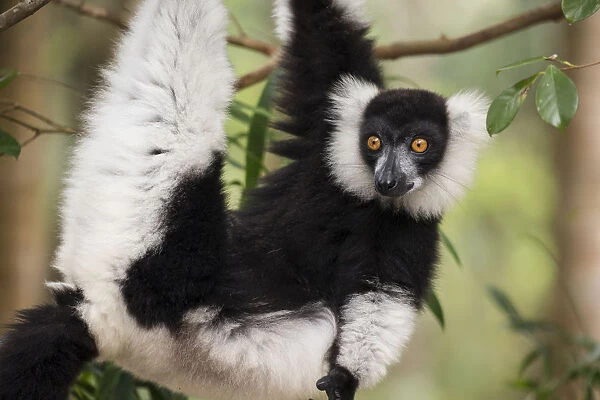 Black and white ruffed lemur (Varecia variegata) Palmarium Reserve