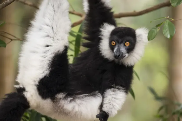 Framed Print : Black and white ruffed lemur (Varecia variegata) Palmarium Reserve