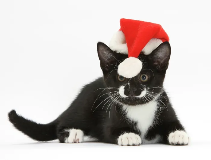 Framed Print : Black and white tuxedo kitten, age 11 weeks, watching the bobble at the end of the Father Christmas hat it's wearing Framed Print : Black and white tuxedo kitten, age 11 weeks, watching the bobble at the end of the Father Christmas hat it's wearing
