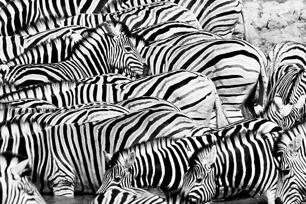 Zebra Poster Black And White Artwork Photography High-quality Paper Prints
