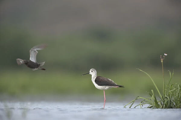 Black winged stilt (Himantopus himantopus) standing in water on one leg, with a Spotted redshank